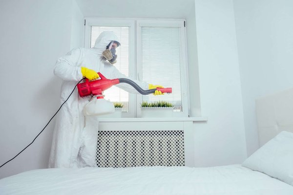 Dites adieu aux punaises de lit à Bordeaux